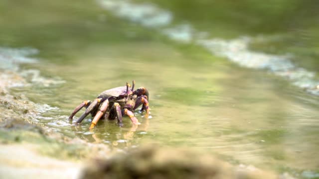 This Is How Crab Eat