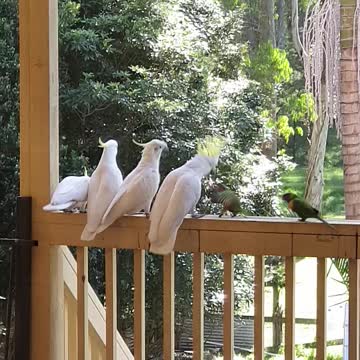 Tiny yet fearless rainbow lorikeets bully much larger cockatoos