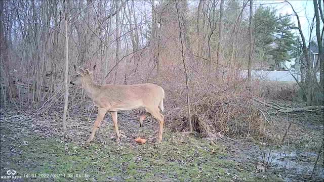 Backyard Trail Cam - Two deer