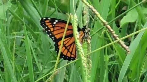 BUTTERFLY on Grass