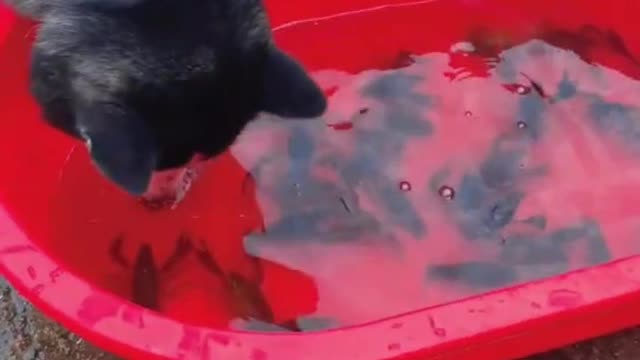 Husky vs. crayfish, who is the final winner?