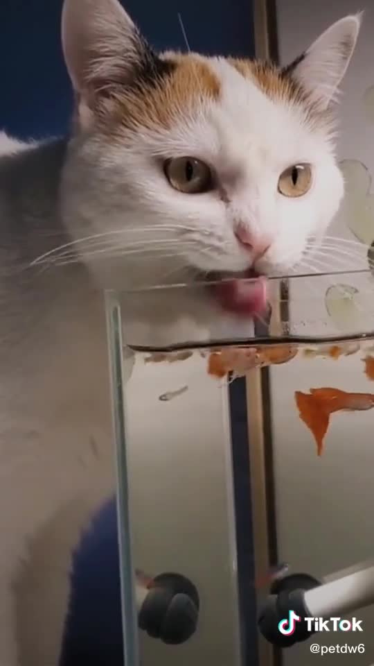 A cat is trying to eat fish