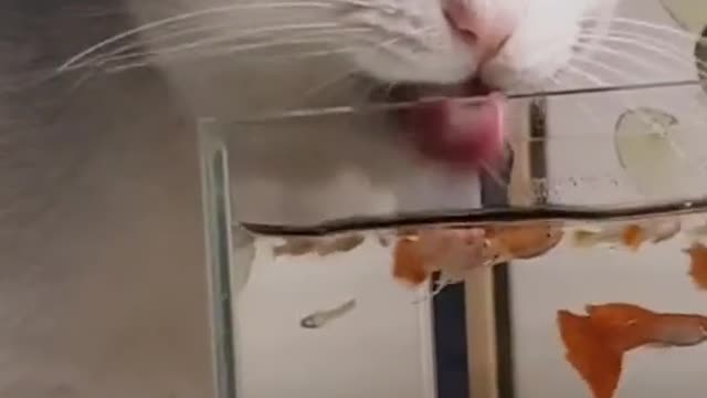 A cat is trying to eat fish