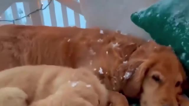 Cute dogs sleeping at snow