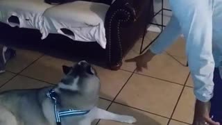 Husky Follows Owner Training