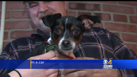 CBS Boston reported a story about a small dog found in the middle of moving traffic on a road.