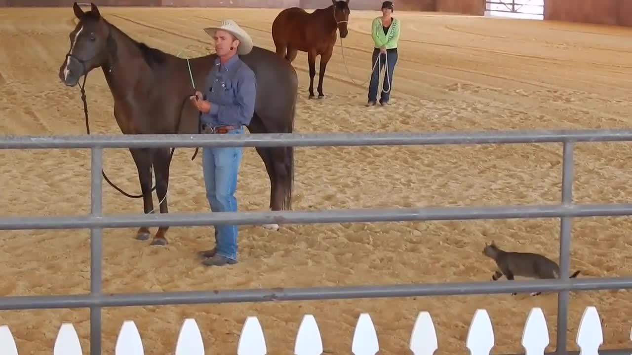 Crazy Cat Attacks Horse