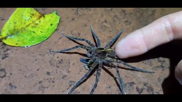 Big spider