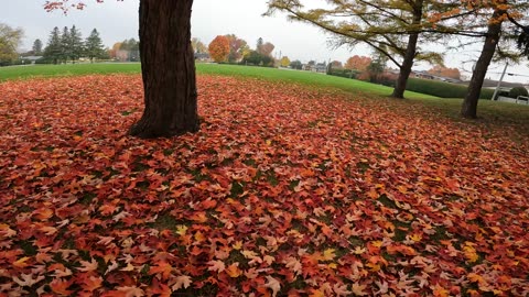 🧽 Picking Up Liter 🚮 @ Olmstead Park In Ottawa 🍂 Fall Edition 🍂🍁 Canada 🍀