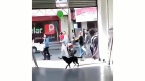 Dog playing with balloon 🎈🐕