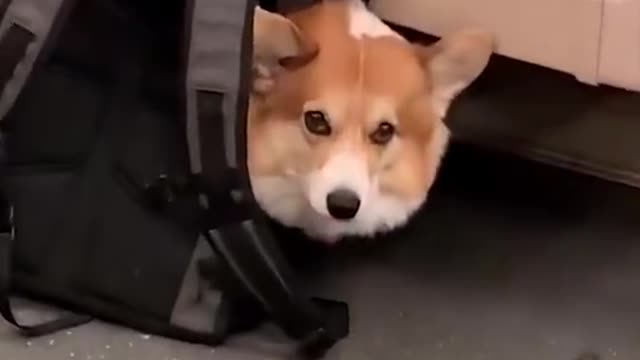 Subway regulations, the dog put in the bag can take the subway