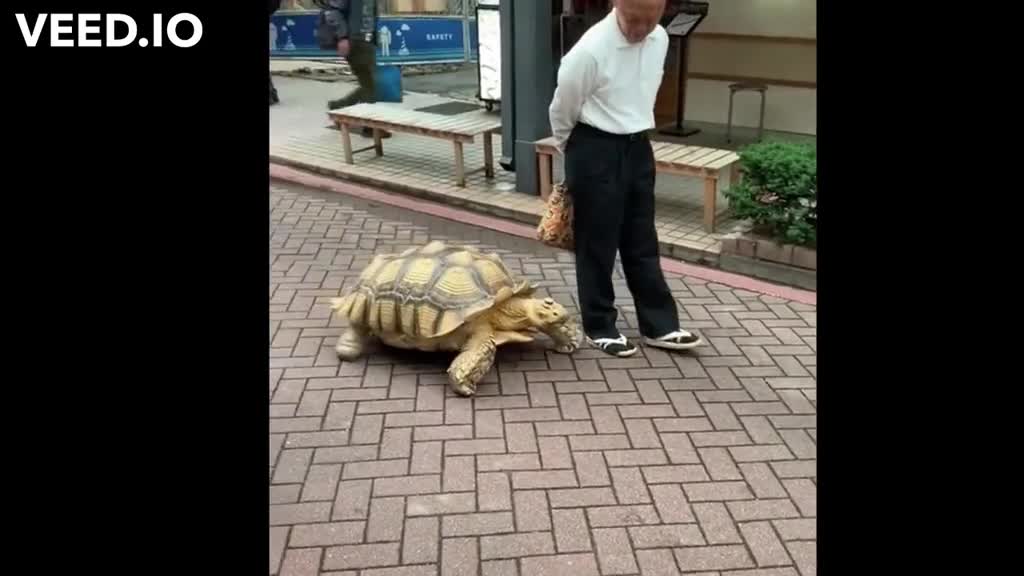 turtle in street as pet