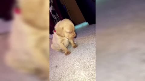 Cute sleepy puppy falls while trying to sleep