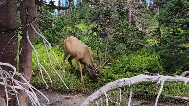 Deer in Glacier National Park