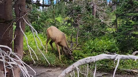 Deer in Glacier National Park