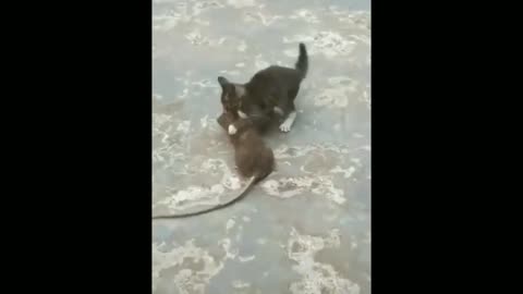 The battle between kittens and giant mice