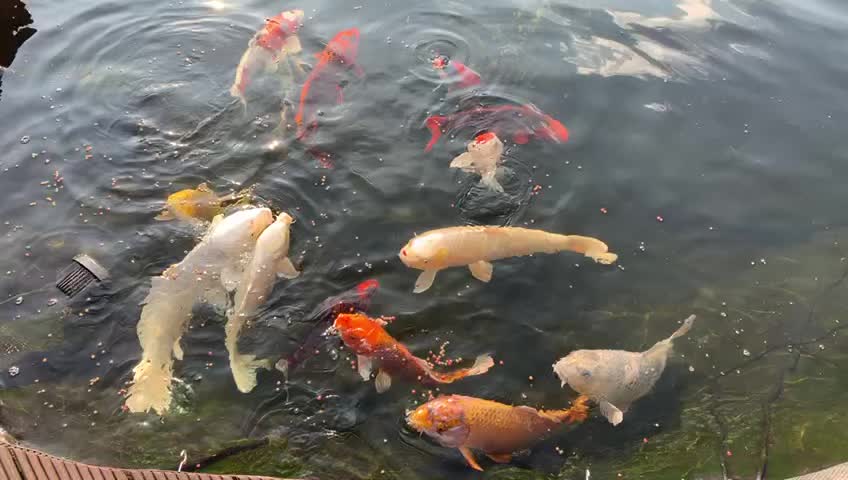 Koi Fische