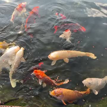 Koi Fische