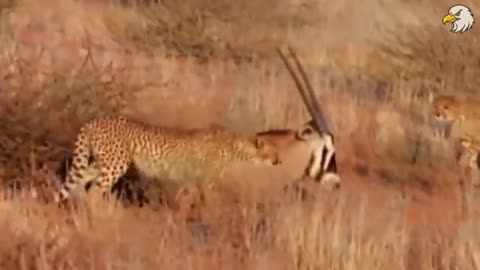 Leopards are not the biggest cats but they are the fastest.