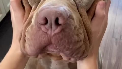 Very funny adorable dog windows error sound