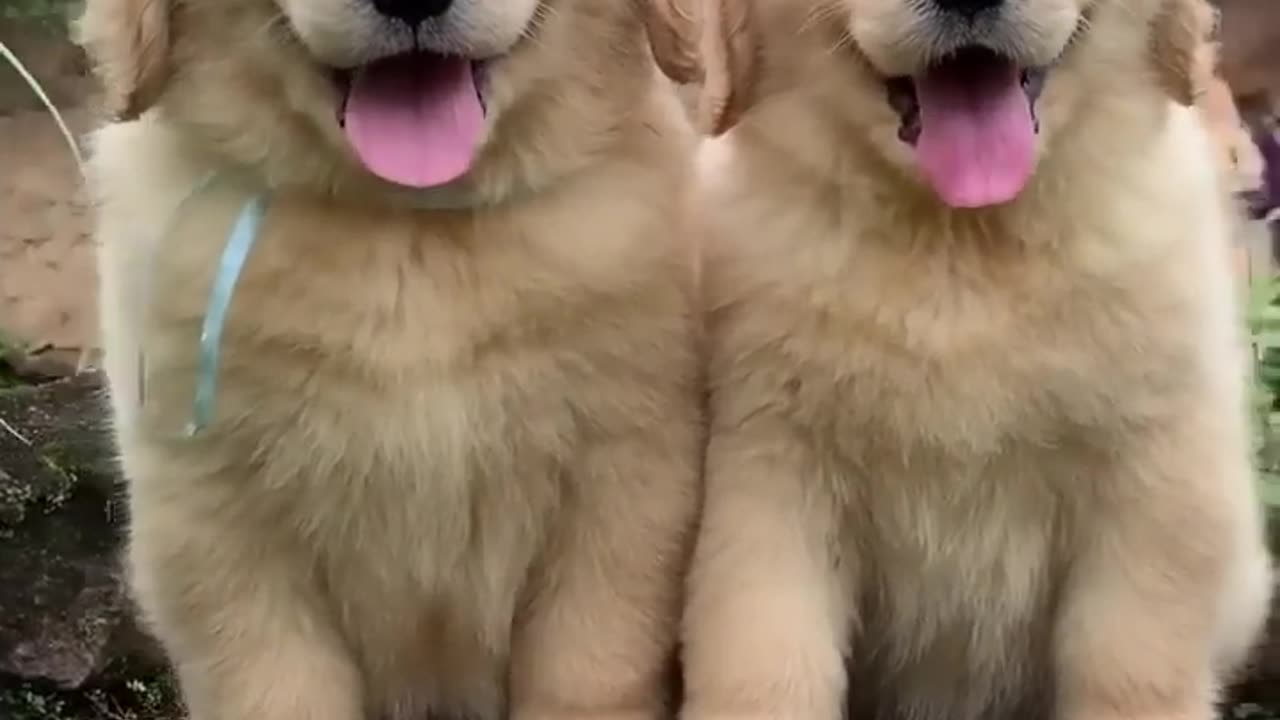 Cute golden dogs 😻🐕