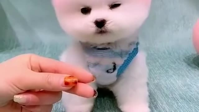 Unbelievable!!! Funny Dog Videos Try Not To Laugh 🦴🐕🐶✔️ 1Animala Video