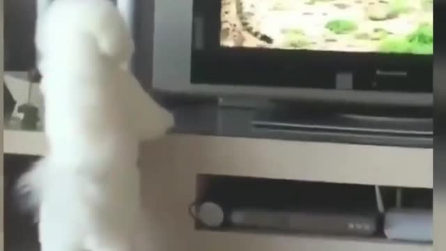 Funny cats and dogs. Dog falls down stairs