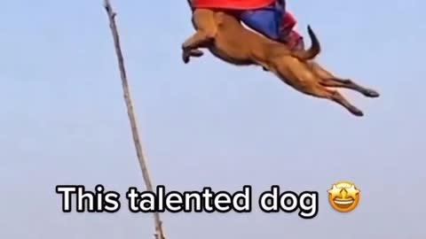 The talented dog....