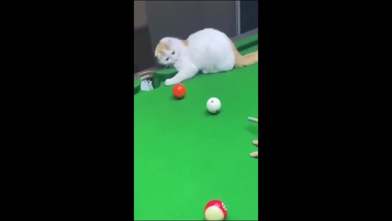 "Funniest Cat and Dog Snooker Showdown: Hilarious Compilation!"