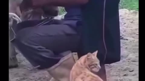 CUTE CAT WANT TO DRINK COW MILK !!