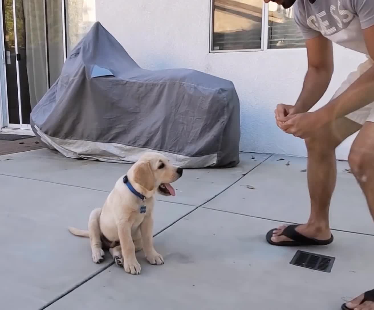 Labrador puppy doing tricks