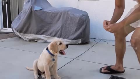 Labrador puppy doing tricks