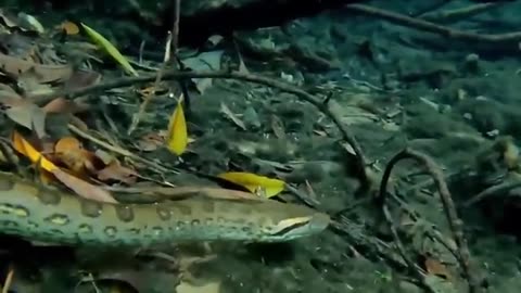 Anaconda vs voltage fish