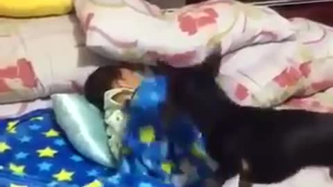 dog covering baby very cute