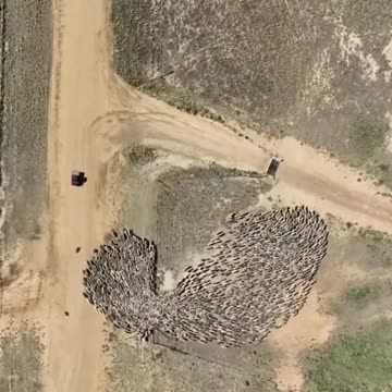 Sheep being guided through a gate with the assistance of sheep dogs