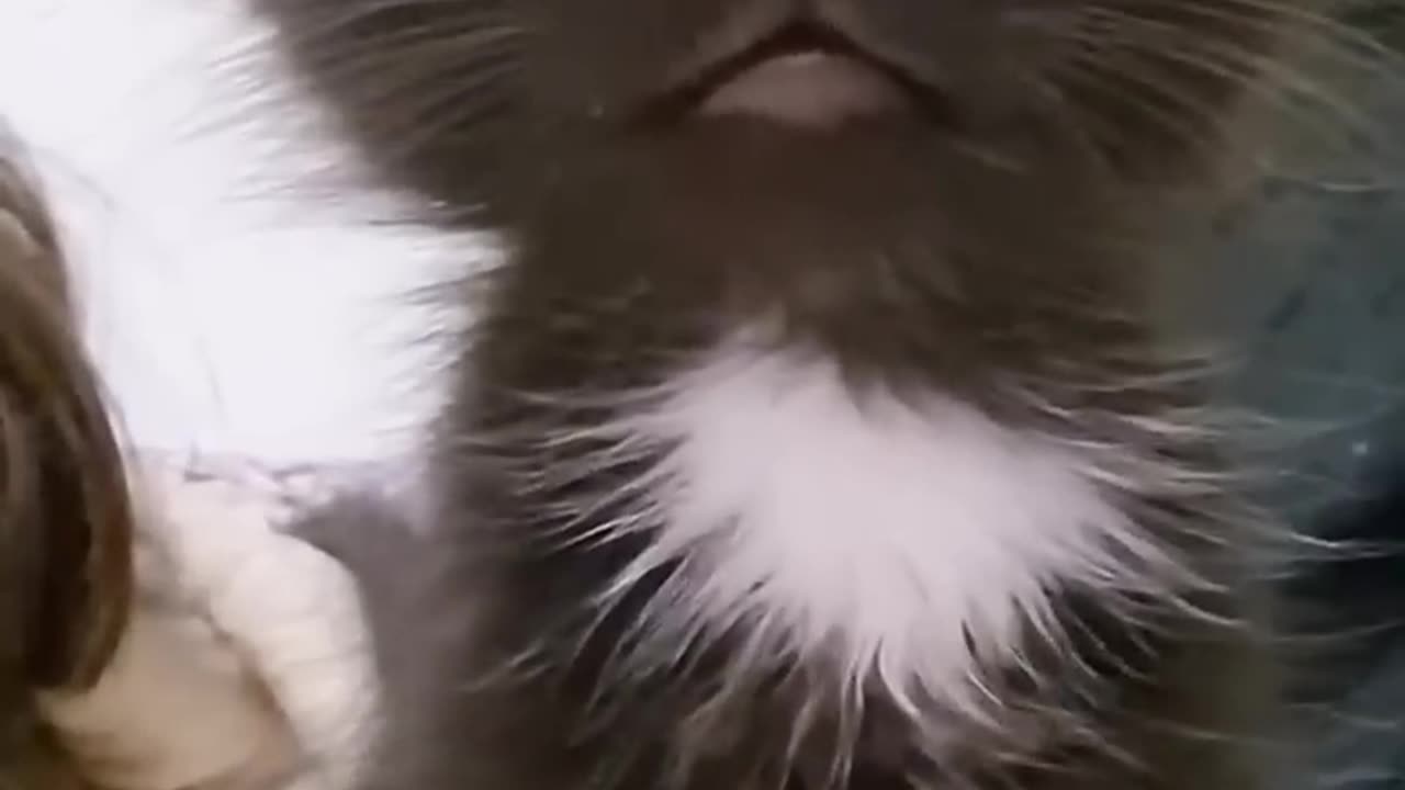 Animal# funny #video