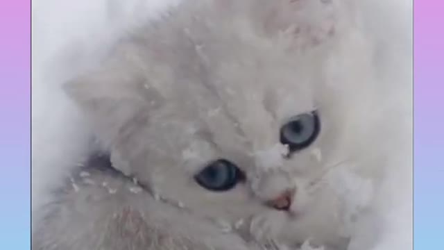 1 Funny and Cute Cat Video Compilation