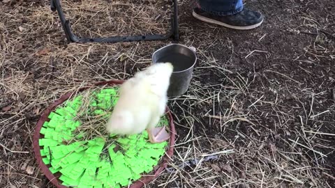 Lucy Goosey trying to take a bath