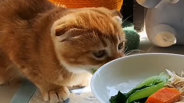 Everything I know I learned from my cat