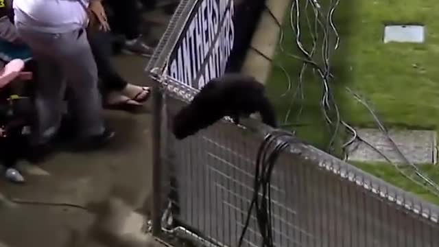 Black cat runs on field AND SCORES A GOAL