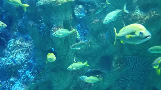 Amazing Fish And Beautiful Colors Fish Video