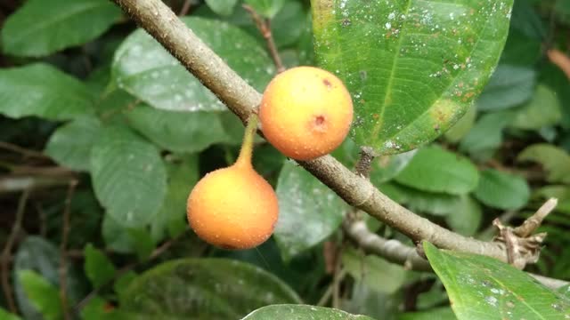 Wild fruit at jungle