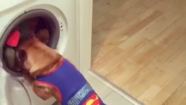 Super frenchie