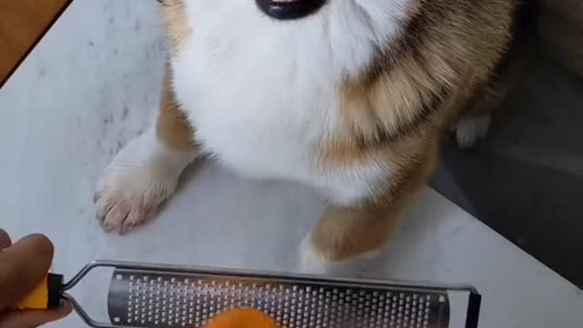 Corgi <3