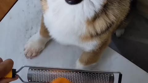 Corgi <3