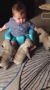 Baby Louie & Pug pups!