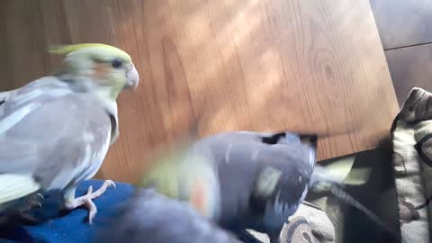 cockatiel Love...