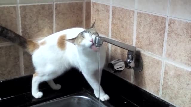 A cute cat drink tap faucet in kitchen.