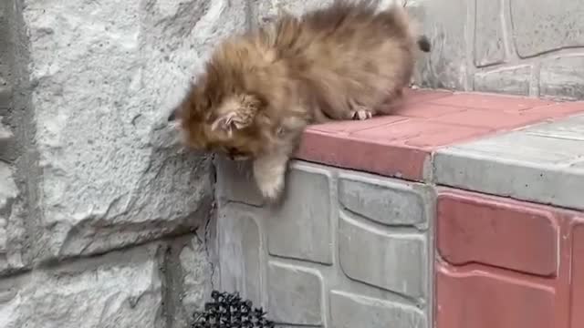 Cat falling down on the stairs everytime😂😍