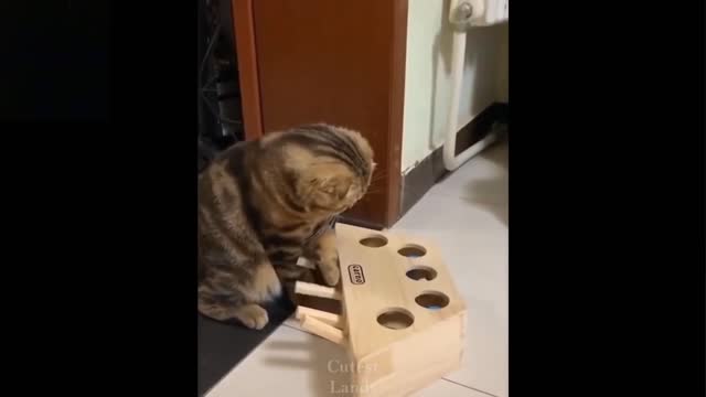 Cute and funny pets/try not to laugh to these pets compailation